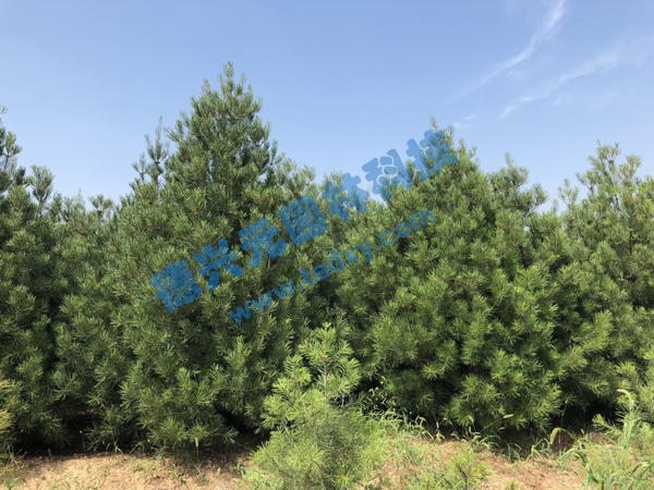 �c���鿴Ԕ����Ϣ���}����Ƥ�� ��x�Δ�(sh��)��2177