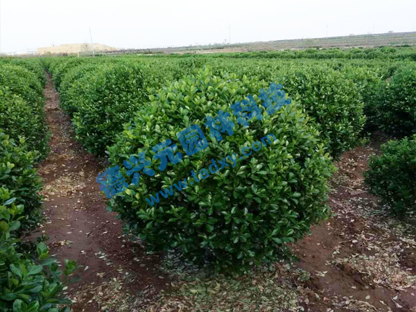 �c���鿴Ԕ����Ϣ���}�����~�S���� ��x�Δ���2453