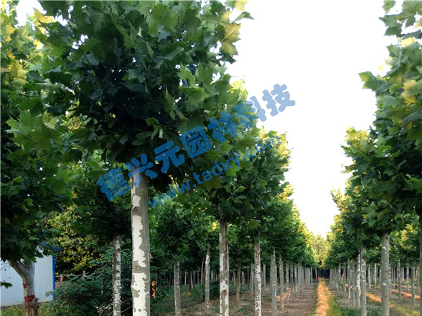 �c���鿴Ԕ����Ϣ���}����ͩ ��x�Δ���2313