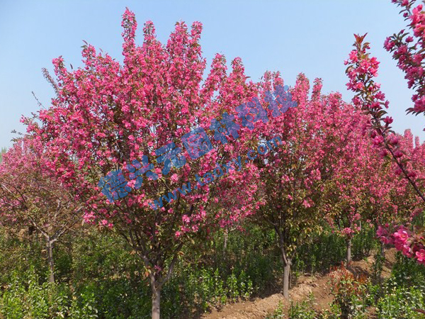 �c���鿴Ԕ����Ϣ���}������ ��x�Δ���2319