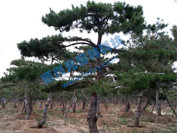 �c���鿴Ԕ����Ϣ���}������ ��x�Δ���2383