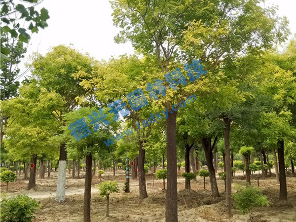 �c���鿴Ԕ����Ϣ���}�����~�� ��x�Δ���2251