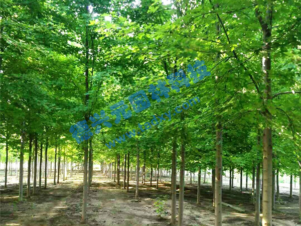 �c���鿴Ԕ����Ϣ���}�������t�� ��x�Δ���1982