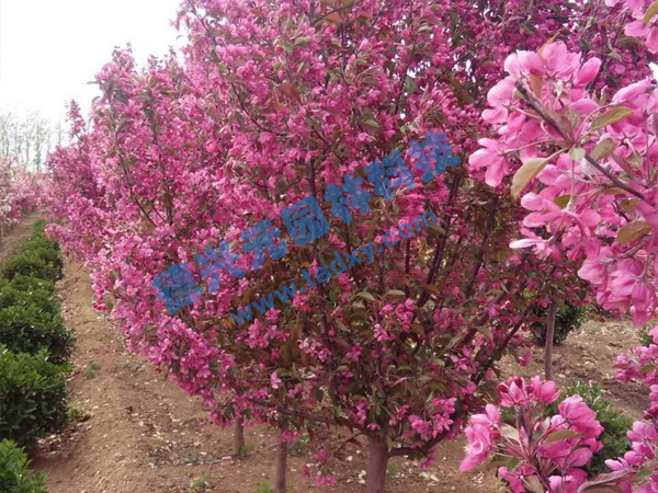 �c���鿴Ԕ����Ϣ���}���k������ ��x�Δ���2166