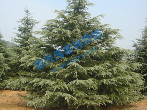 �c���鿴Ԕ����Ϣ���}��ѩ�� ��x�Δ���1883